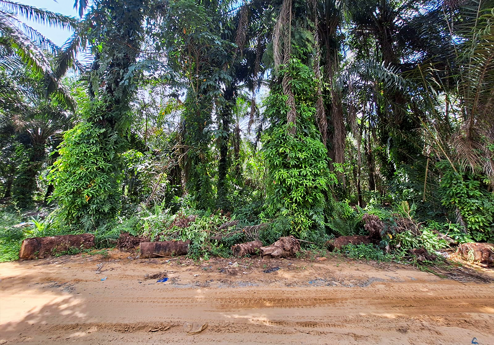 TANAH DI KAB. LABUHAN BATU SELATAN - WOFF748-4 - foto 2